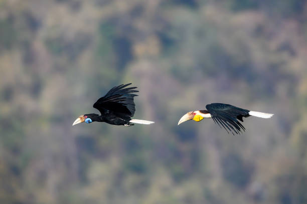 hornbill coroado voando no céu - 11874 - fotografias e filmes do acervo