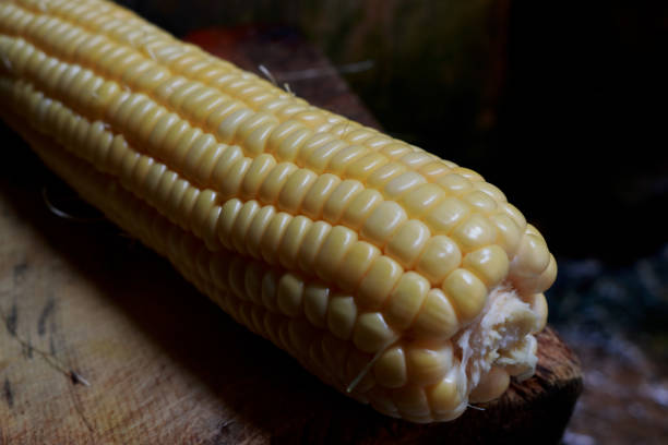 istock Photo of corn just picked from the cornfield 1486204488