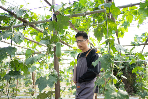 istock Asians who grow vegetables 1486205572