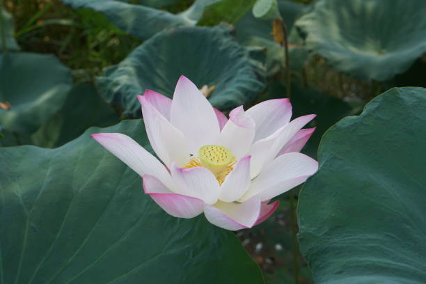 istock background lotus in the river 1486205587