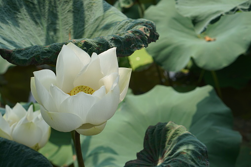 background lotus in the river