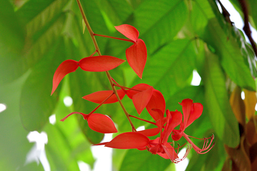 Amherstia nobilis, the Pride of Burma, is a tropical tree with large, showy flowers in the family Fabaceae. The extravagant flowers are seen hanging from the long inflorescence, or flower stalk, which is a bright crimson red at the end. It is the only member of the genus Amherstia, named after Lady Sarah Amherst, who was an early collector of Asian plants and was honored with the plant’s name after her death. [Wikipedia]