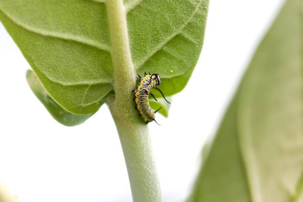 istock Worm holding on leaf green color. 1486206457