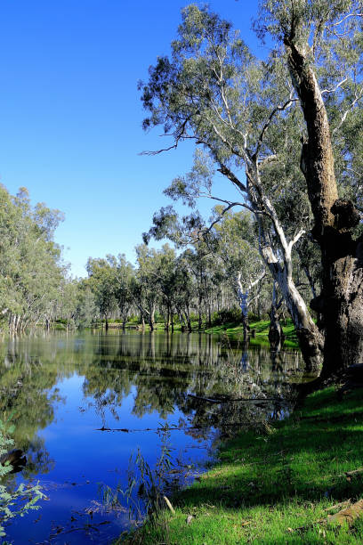 istock Lower Moira, Victoria, Australia 1486207527