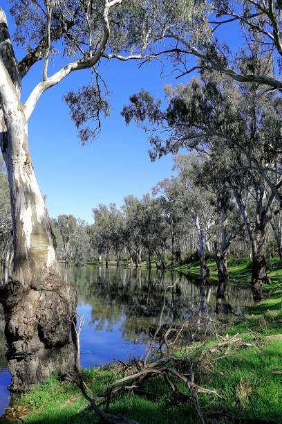 istock Lower Moira, Victoria, Australia 1486208445