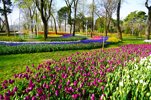 Colorful tulips with a row of trees in the background. Location is polder Schermer, Netherlands.