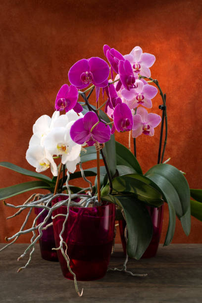 istock Phalaenopsis orchid bushes in pots on a brown background 1486210277