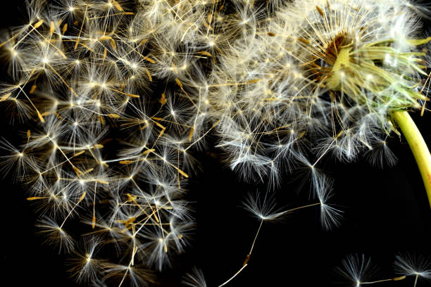 istock Dandelion flower with flying umbrellas. 1486210302