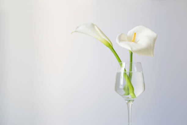 istock calla flowers in glass on white background 1486210624