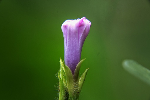 Close up view of a wildflower bud.