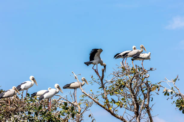 istock Group of Asian open bill birds 1486211259