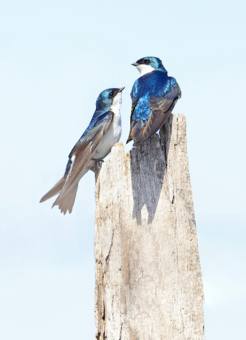 Swallows family perching on a trunk in a sunny day, Montreal, Canada