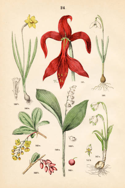 Barberry, lily-of-the-valley, aztec lily, wild daffodil, snowbell, snowdrop - Botanical illustration 1883 An original plate from the book "Pflanzen-Atlas Linnéschen System" - Carl Hofman 1883 lily of the valley antique botanical engraving stock illustrations