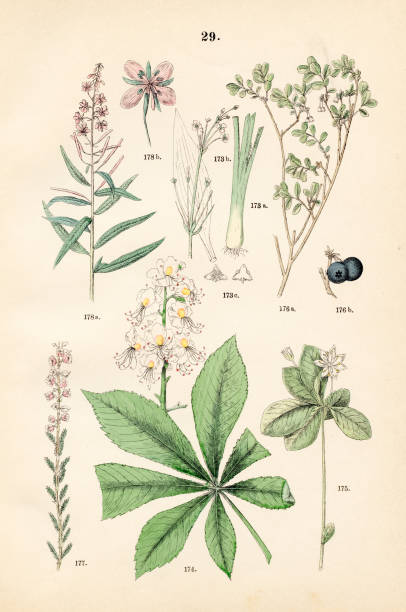 istock Water plantain, horse chestnut, arctic starflower, alpine blueberry, heath, fireweed - Botanical illustration 1883 1486211452