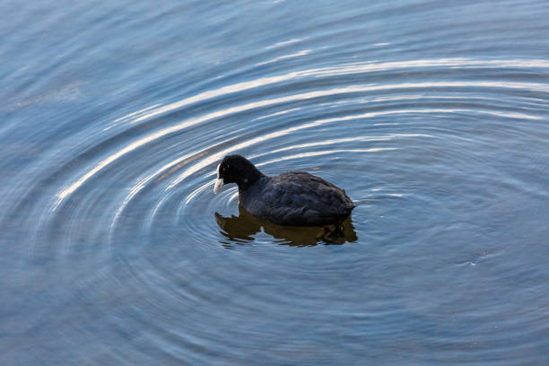 istock Eurasian coot swimming in a lake 1486212020
