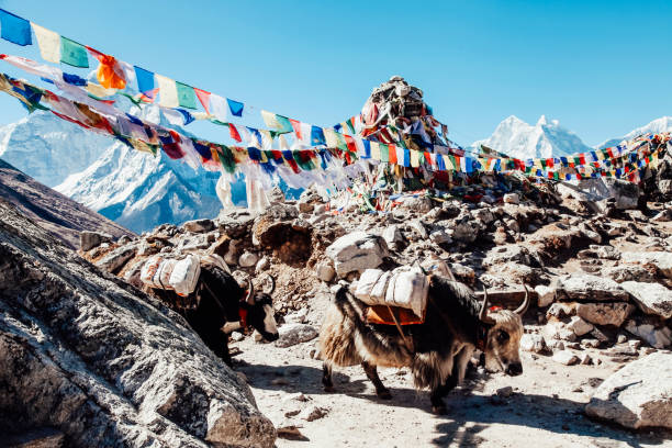 산 꼭대기의 배경에 대한 귀여운 야크. 네팔어. - nepal 뉴스 사진 이미지