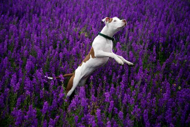 istock Dog in Flowers 1486213406
