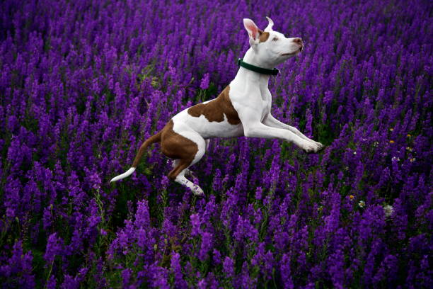 istock Dog in Flowers 1486213407