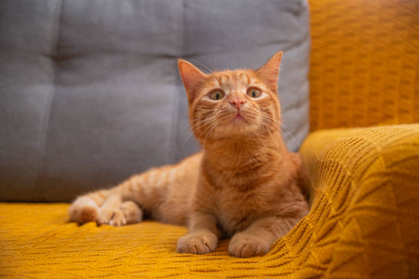 istock Calm red cat on yellow and gray sofa at home. 1486214483