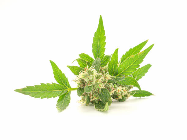 Close-up of a marijuana buds flower on a white background. Close-up of a marijuana buds flower on a white background. Cannabis can help manage chronic pain, nausea, and vomiting resulting from chemotherapy treatment. Medical and business concept cannabis-sativa stock pictures, royalty-free photos & images