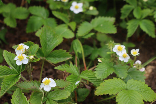 istock Wild strawberry plants in bloom on springtime. Fragaria vesca 1486214581
