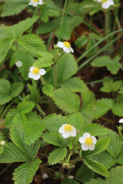 istock Wild strawberry plants in bloom on springtime. Fragaria vesca 1486214609