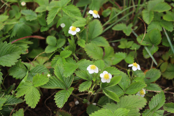 istock Wild strawberry plants in bloom on springtime. Fragaria vesca 1486214612