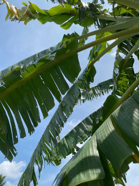 istock The green-colored fruit of banana 1486215461