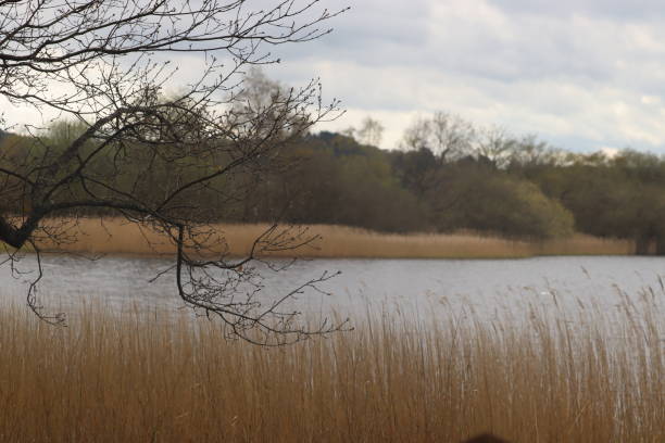 istock Frensham little pond 1486217746