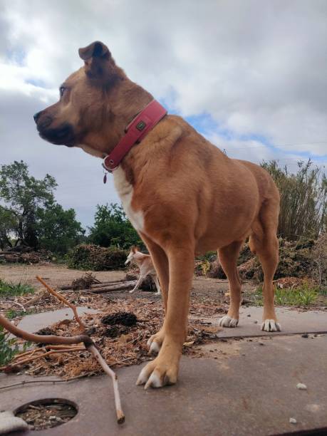 istock Dog looking for adventure 1486217792