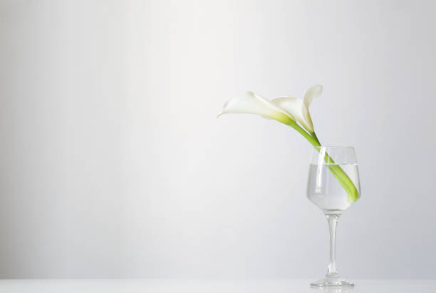 istock calla flowers in glass on white background 1486217834