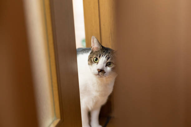 istock A cat peeking through the gap in the door Pheasant cat 1486217942