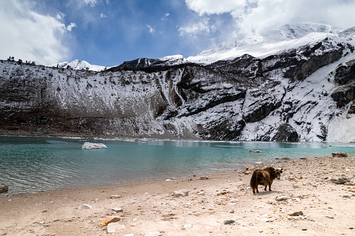 A lonely cow with dark fur has strayed from the herd and stands alone on the shore of a transparent lake at the foot of the mountain