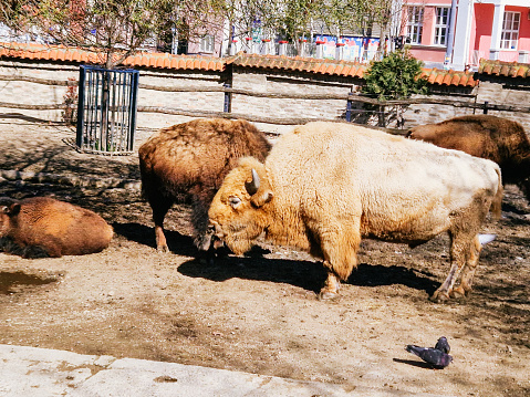 Zoo in Belgrade