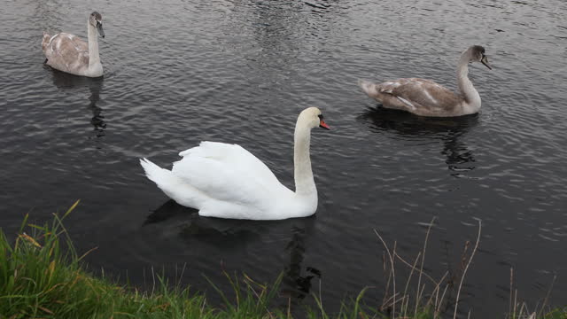 Three swans on water