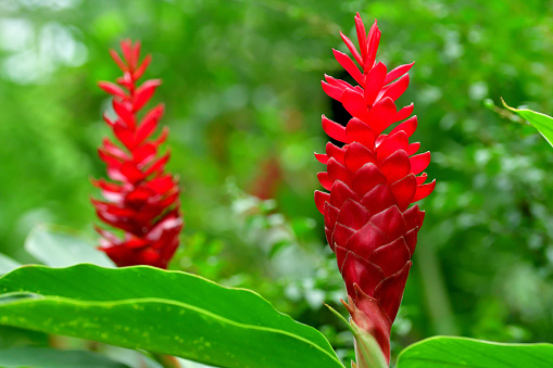 Alpinia purpurata, commonly referred to as red ginger, also called ostrich plume and pink cone ginger, are native Malaysian plants with showy flowers on long brightly colored red bracts. They look like the bloom, but the true flower is the small white flower on top.