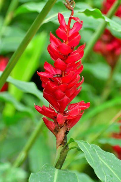 istock Red Ginger / Alpinia purpurata 1486221987