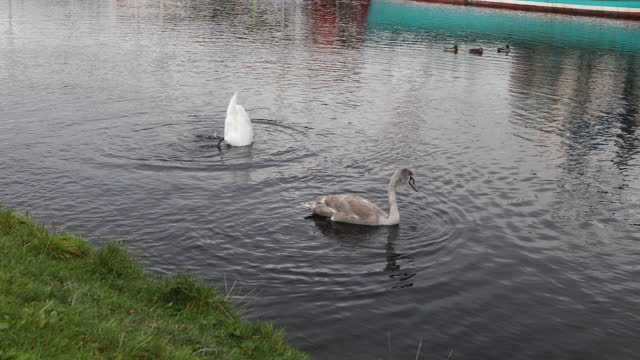 Swans dipping their heads in water