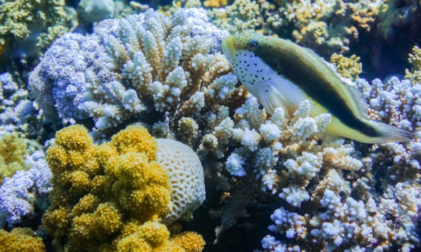 blackside hawkfish lying on blue corals in the red sea marsa alam