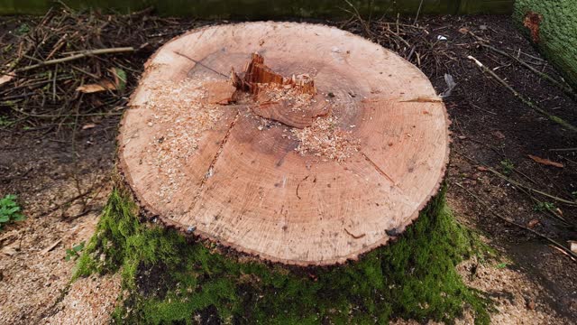 Wet stump of old ash tree in overcast rainy weather