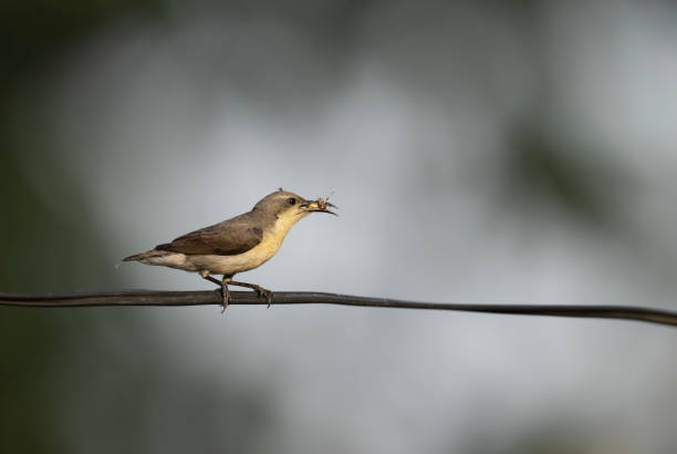 istock Purple Sunbird Cinnyris asiaticus single bird 1486227129