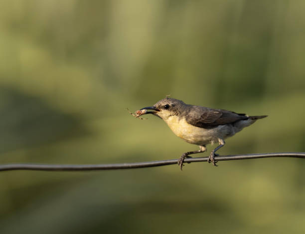 istock Purple Sunbird Cinnyris asiaticus single bird 1486227211