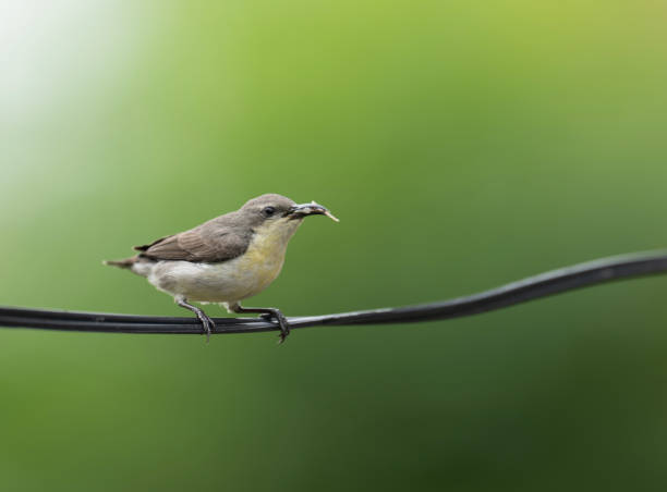 istock Purple Sunbird Cinnyris asiaticus single bird 1486227247
