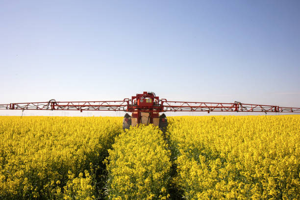istock Tractor spraying yellow oilseed field 1486227312