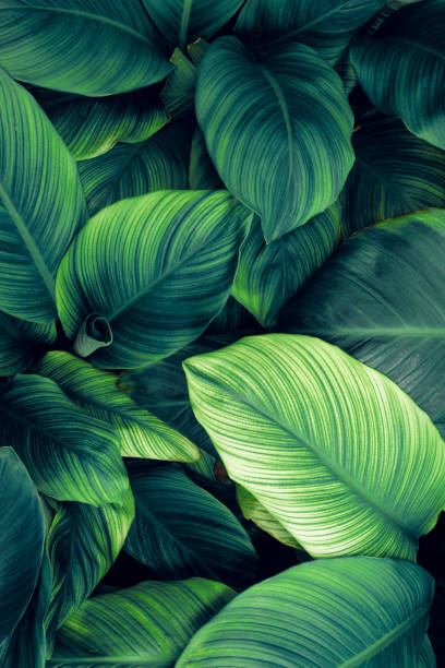 istock Full Frame of Green Leaves Pattern Background 1486228584