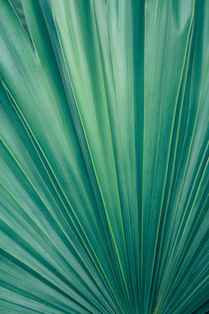 istock abstract green palm leaf texture, nature background 1486229305
