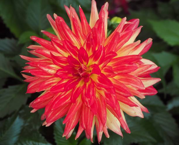 istock Pretty Dahlia Flower 1486229696