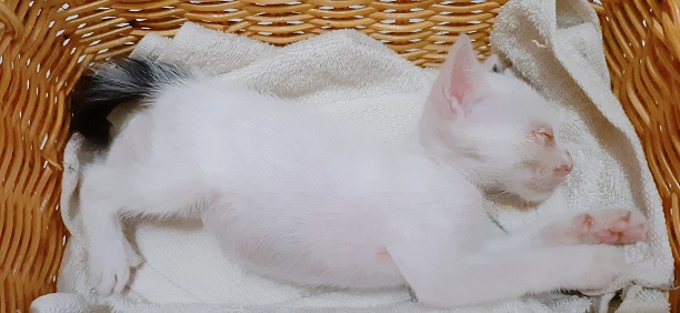 Baby cat sleeping in rattan basket after eating and drinking milk