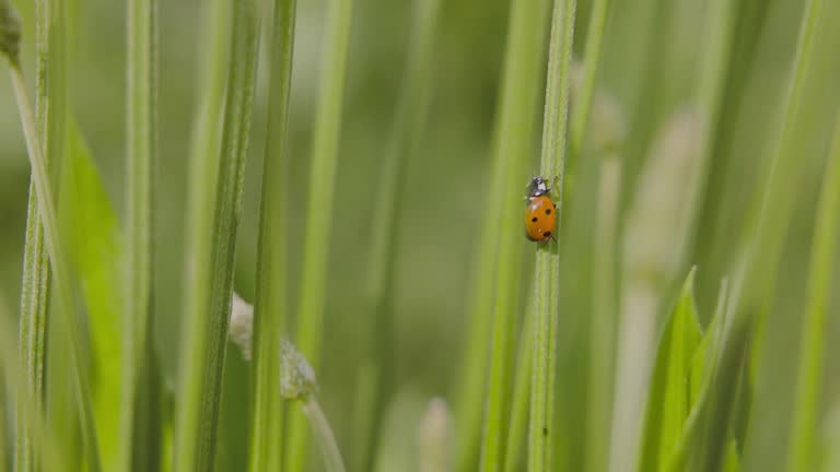 Ladybug against a grass