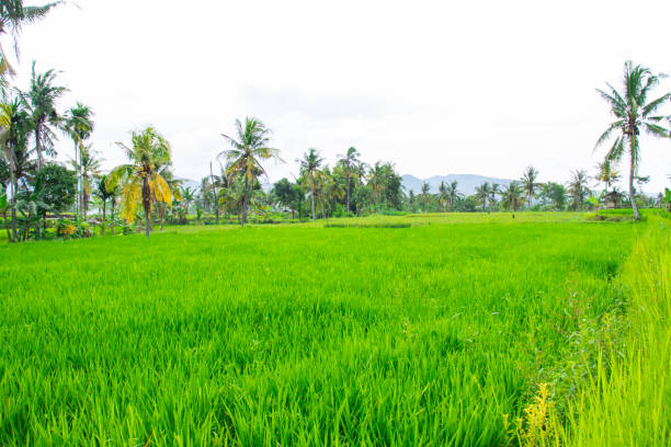 istock Rice plantation. Green rice paddy field. 1486232312